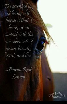 Horse Art Horse Photography Horse Quotes Joy of Horses Horse Ears