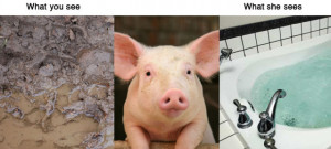 ... animal vs human communication,animal vs human,animal testing vs human