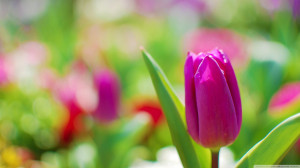 purple tulip Inspirational stories – Quotes – pictures