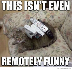 This isn’t even remotely funny – cat