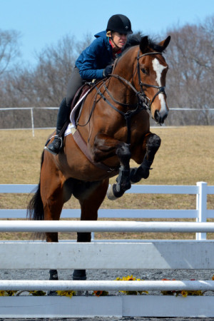 eventing horse