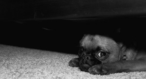 War on Dogs: Canines that are scared of the presidential candidates ...