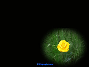 94380d1327399022-yellow-roses-yellow-roses-pics.jpg