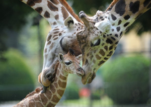 Adorable Giraffe Family: Giraffe Love