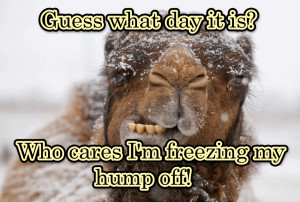 ... the week humor wednesday humpday winter quotes wednesday quotes camels