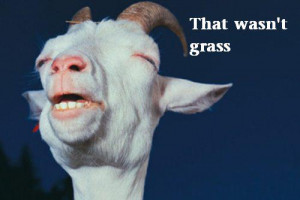 Funny Goat – That wasn’t grass