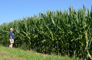 ... also most of our corn here is field cow corn not sweet corn field corn