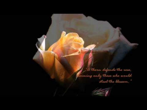 Rose quotes, yellow rose quotes, white rose quotes