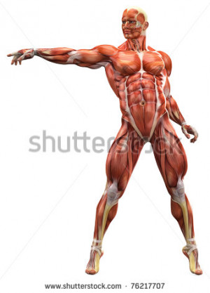 Muscle Man Front View Stock