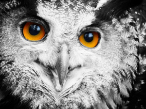Owl Eyes Animals Birds Nature