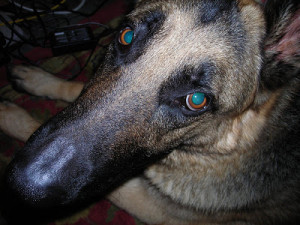 Safeguard Quotes Site