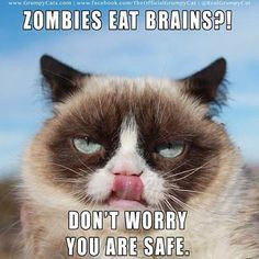 cat funny funny grumpy cat grouchy cat grouchy quotes for more ...