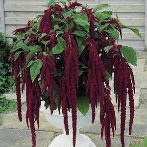 Source: http://www.swallowtailgardenseeds.com/annuals/amaranthus.html ...