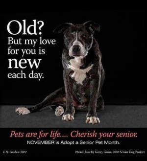 Old dogs make the BEST friends.