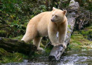 Neither albino nor polar bear, the spirit bear (also known as the ...