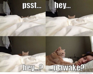 Psst hey? hey? u awake?