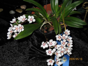 ... images of orchid wallpapers beautiful orchids in widescreen wallpaper