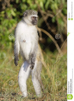 Vervet Monkey With Baby