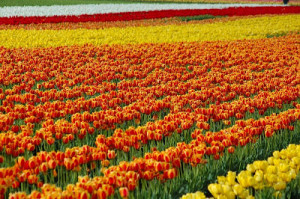 The Most Beautiful Tulip Fields