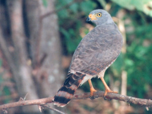 File Roadside Hawk Buteo. Dallas Cowboys Quotes And Sayings. View ...