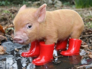 Cute Pig wearing Boots
