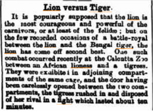 Tigress vs Lioness Historical accounts thread.