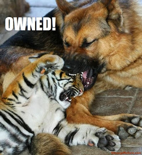 Funny tiger pictures