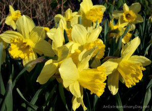 Daffodil Quotes