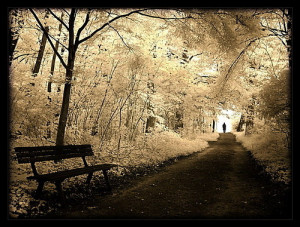 ... atmospheric, backgrounds, beautiful, bench, calm, flowers, forest, l
