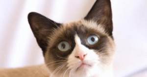 Grumpy Cat Grandma Got Run Over Hit Her Again