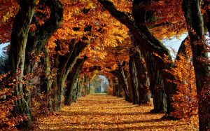 nature-trees-autumn-leaves-path-fall-avenue-orange-leaf.jpg