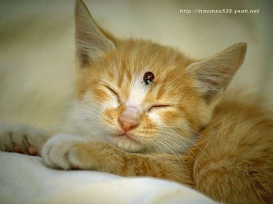 180pics] Kitten Kitten ! Playful Kittens Photo Album ：Super Cute ...