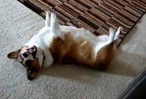 FUNNY-CORGI-DOG-BEGS-FOR-ATTENTION.jpg