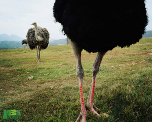 Grazing Ostrichs Google Themes