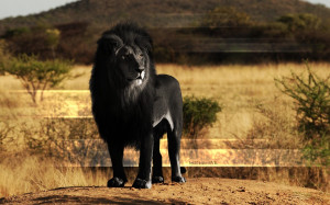 Photoshopped black lion #3 (PAulie-SVK/deviantART.com)