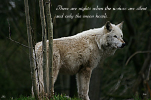 wolf wijsheid wallpaper