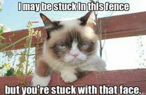 Grumpy Cat Meme