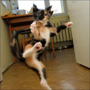 Ninja cat in action - Image