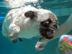 dog-diving-under-water (14)