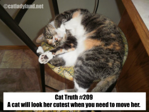 Cat Truth #209: Cats are Cute and We are Suckers