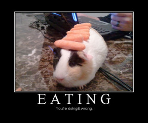 ... cute pig carrot fail wrong pretty guinea eat cute carrot pig fail