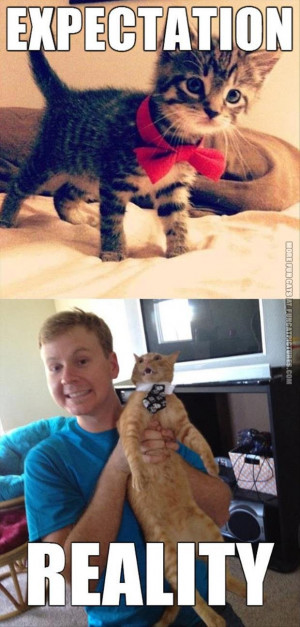 funny cat pics expectation vs reality bow tie