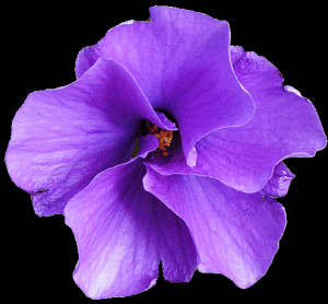 Purple Native Hibiscus flower clipart lge 13 cm Image