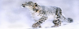 Leopard Snow Blizzard Facebook Cover