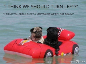 lost at sea pugs need help