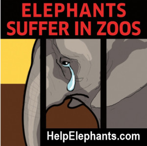 INTERNATIONAL DAY OF ACTION FOR ELEPHANTS IN ZOOS: JOIN IDA’s ...