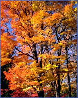birthday-quotes-autumn-leaves-on-tree.jpg
