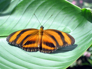 For more info visit: www.wingsofparadise.com