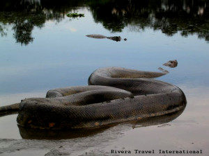 Funny Quotes Anaconda Snake Eating Human 336 X 455 49 Kb Jpeg