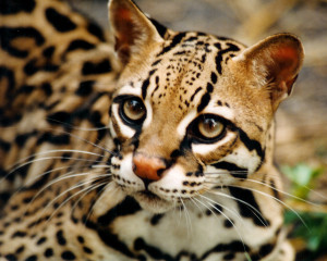 officially want and Ocelot.